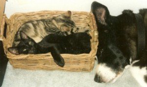 everycat1
