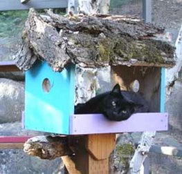 everycat2
