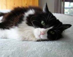 everycat3