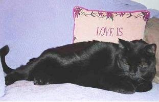 foreverblackcat