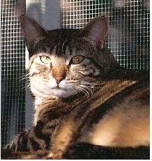 forevercat