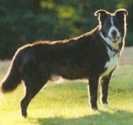 Jake the inspiration for the Shelter Dog one of Lighthearted Press and Christine Davis's famous books