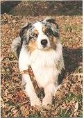 Gus