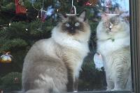 Joyce Henson's cat