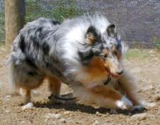 Lassie Lu