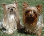 Rainey's Yorkies