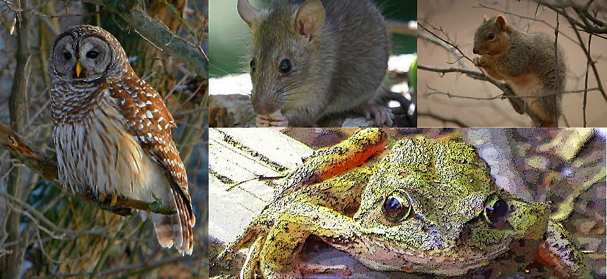 Owl, Frog, Rat and Squirrel—What the Creatures Taught Me (Part Two)