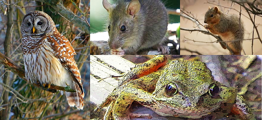 Owl, Frog, Rat and Squirrel— What the Creatures Taught Me